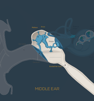 Middle Ear