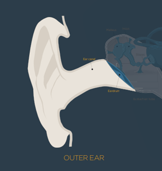 Outer ear